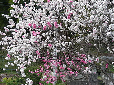 紅白の桜