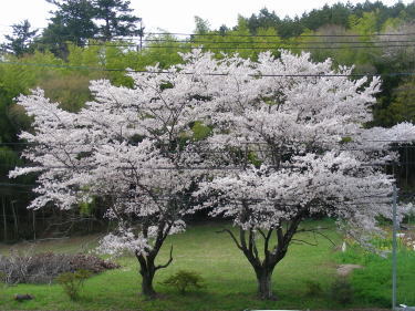 満開の桜