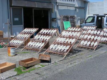 イカの天日干し1