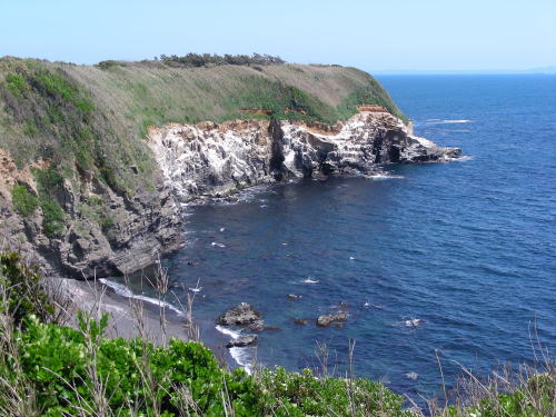 赤羽根海岸東側の崖はウミウの生息地