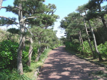 きれいに整備された道