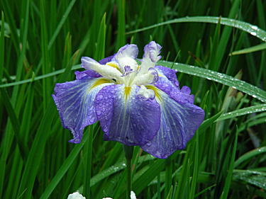 花菖蒲(薄青)