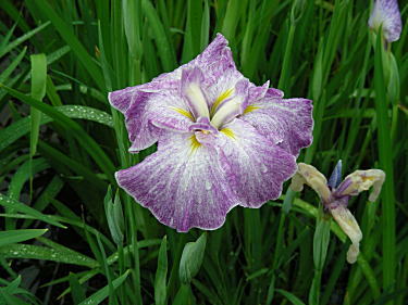 花菖蒲(薄紫ぼかし)