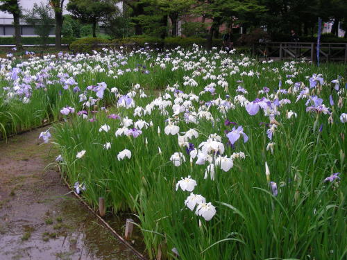 横十間川親水公園の菖蒲園