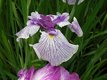 花菖蒲(紫縞)