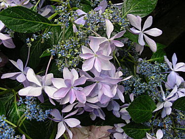 紫陽花2