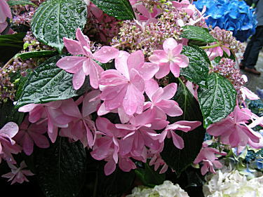 紫陽花3