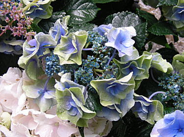紫陽花4