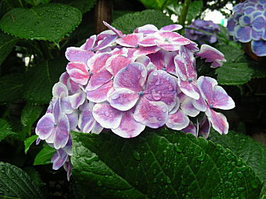 紫陽花6