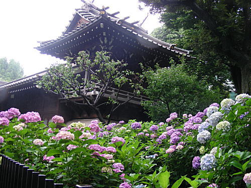 本殿裏の紫陽花