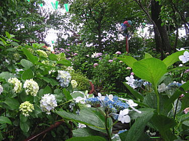 階段横の紫陽花