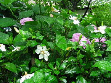 紫陽花の間に梔子(クチナシ)