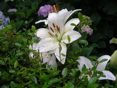 百合も顔を覗かせています。