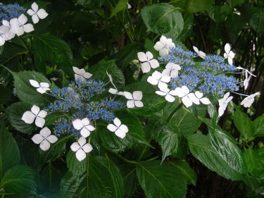 額紫陽花