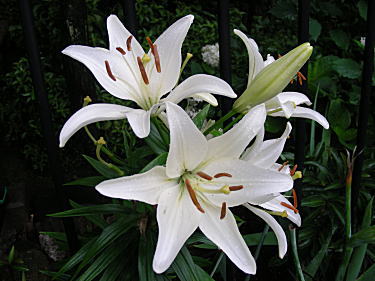 百合(シベリア?)