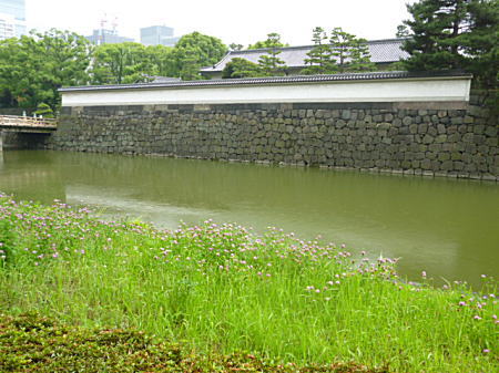 お濠とムラサキツメクサ