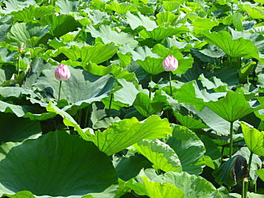 蓮の花1