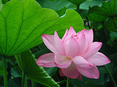 蓮の花アップ1