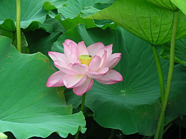蓮の花アップ3