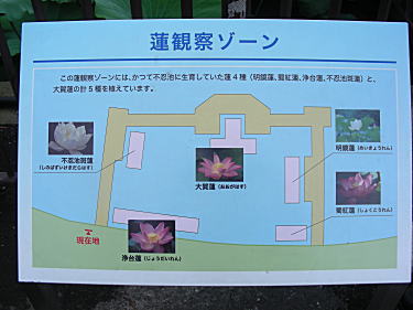 蓮観察ゾーン案内図
