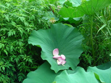 散った花弁が葉の上に・