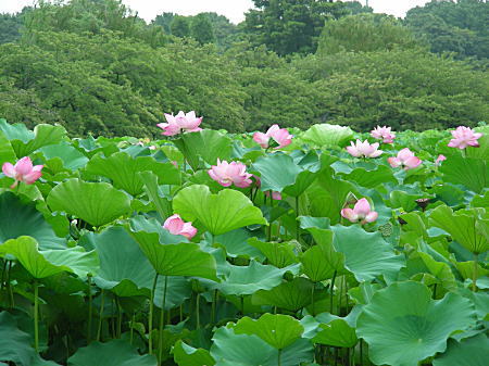 蓮の花満開