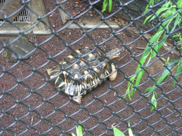 ホウシャガメ