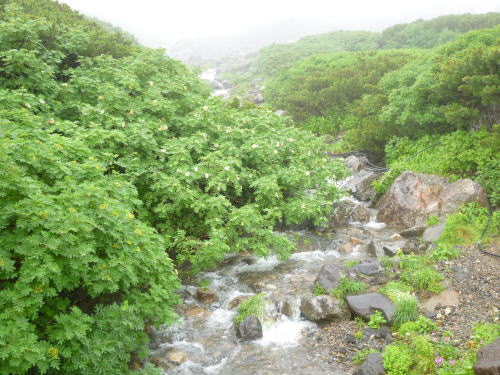 沢沿いにナナカマド