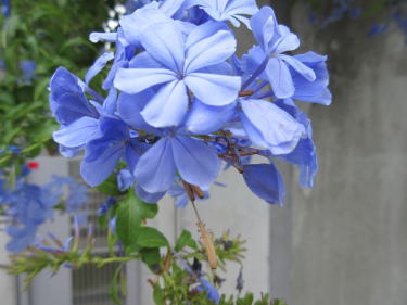 ルリマツリ青