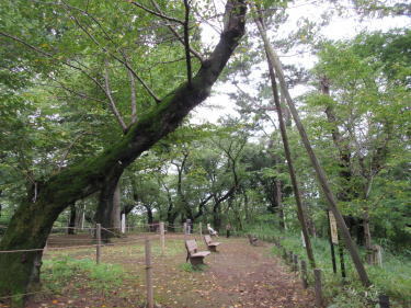桜山