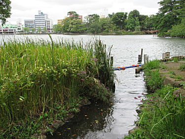 洗足池へ注ぎます