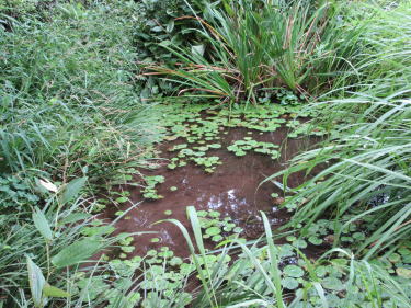 水生植物園1