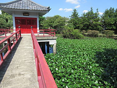 右側は河骨(コウホネ)