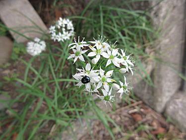 野蒜の花