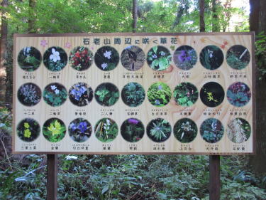 石老山に咲く花案内図