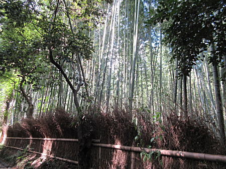 有名な嵯峨野の竹林です。