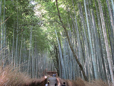 竹林が続きます