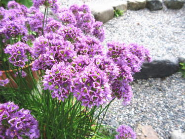 らっきょうの花