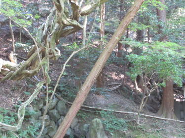 小さな滝?