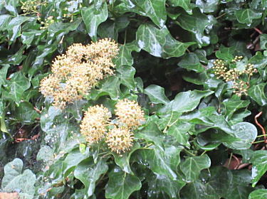 キヅタ花