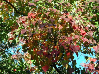 ナンキンハゼ紅葉