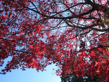 赤の紅葉