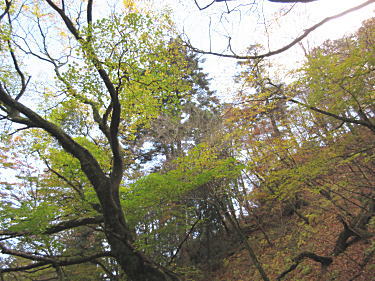 紅葉の散策2