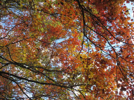 長尾平の紅葉