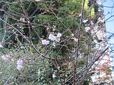 冬の桜
