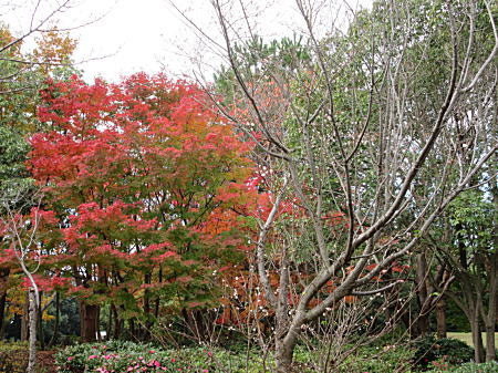紅葉と桜