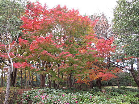 紅葉1