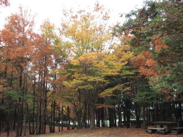 メタセコイヤも紅葉