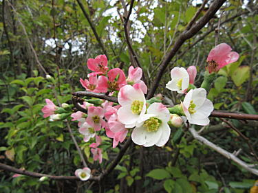 白ピンク混色のボケの花