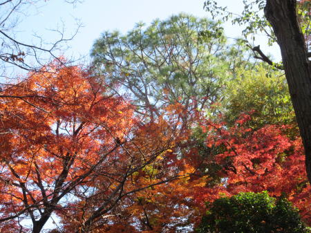 種々の紅葉